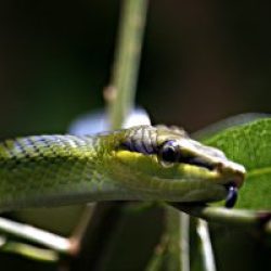 Snake Encounter Of The Penultimate Kind